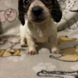 Ciri - Piebald female Dachshund puppy in Conroe, Texas from Dots Dachshunds