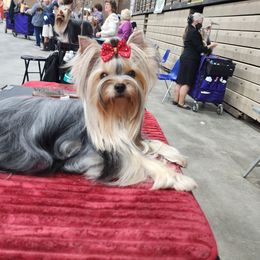 Liliah - Yorkshire Terrier
