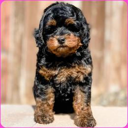 Bernedoodle, Goldendoodle, and Golden Mountain Doodle Puppies from Magic Valley Family Doodles