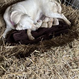 Labrador Retriever Puppies from Gathering Branch Labradors
