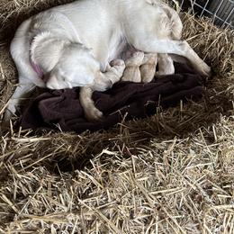 Labrador Retriever Puppies from Gathering Branch Labradors