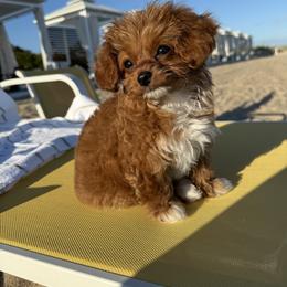 Bernedoodle, Cavapoo, Havanese, and Havapoo Puppies from Lady Paws Puppies - Cassie