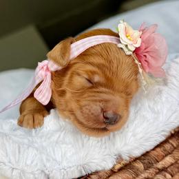 Lacey - Apricot female Goldendoodle puppy in Spanish Fork, Utah from Maplesierradoodles