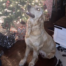 River  - Golden Retriever