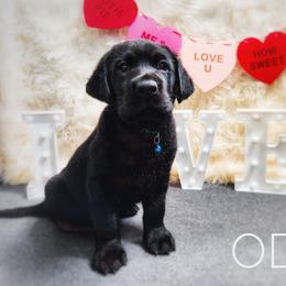 Labrador Retriever Puppies from Harrison's Lakeside Labradors
