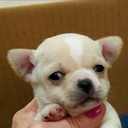 Akc champion sired Gorgeous cream male-Sirus - Cream male Chihuahua puppy in Bloomington, Indiana from TJs Chihuahuas