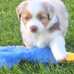 Jill - Red merle female Miniature American Shepherd puppy in Albuquerque, New Mexico from Enchanted Mesa Miniature American Shepherds
