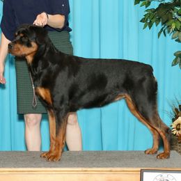 Rottweilers from Tranquil Peak Rottweilers