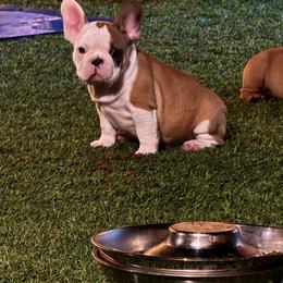 French Bulldog Puppies from Mosaic French Bulldogs