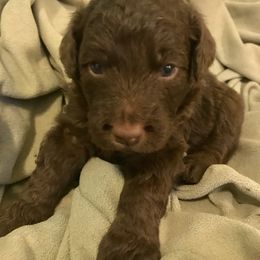 Aussiedoodle Puppies from Aussiedoodles of Oregon