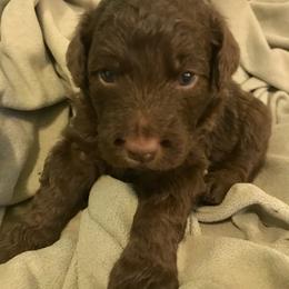 Aussiedoodle Puppies from Aussiedoodles of Oregon