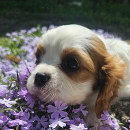 Abigail - Blenheim female Cavalier King Charles Spaniel puppy in Marshfield, Missouri from Puppyloversplace