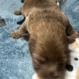 Ptolomy - Chocolate sable male Pomeranian puppy in Silver Springs, Florida from Gigi’s Pocket Poms