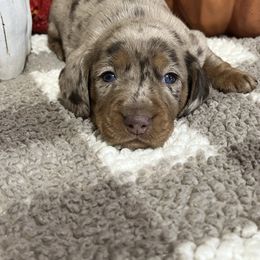 Princess - Dapple female Dachshund puppy in Council Hill, Oklahoma from Rocky Springs Ranch