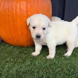 Wagyu - Light golden male Golden Retriever puppy in Oak Hill, Florida from Swingin T Ranch LLC