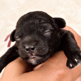 Yin - Black female Poodle puppy in Las Vegas, Nevada from Plush Toy Poodle Puppies & Pals