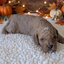 Girl 1 - Red female Cavapoo puppy in Sparta, Missouri from Sis' Doodles & Poodles