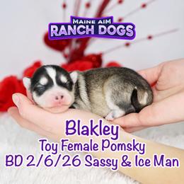 Blakley - Silver and white female Pomsky puppy in Humeston, Iowa from M.A.R. Dogs