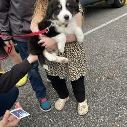 Australian Shepherd Puppies from Southern Sky Aussies