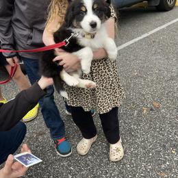 Australian Shepherd Puppies from Southern Sky Aussies