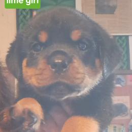 Girl 1 - Black and mahogany female Rottweiler puppy in De Witt, Iowa from Irish Eyes Kennels