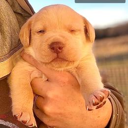Forrest - Yellow male Labrador Retriever puppy in Baldwin City, Kansas from Hedge Lane Labradors