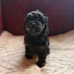 Cavapoo - Willow - Black and tan female Cavalier King Charles Spaniel puppy in Middletown, Ohio from CreekSong Farm Cavaliers