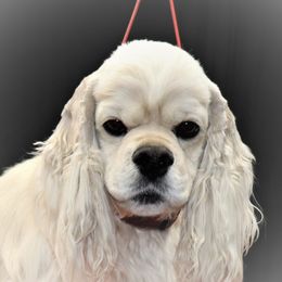 BUDDY - Cocker Spaniel