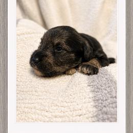Dolly - Salt and pepper female Miniature Schnauzer puppy in Summerfield, Florida from M & M Schnauzers
