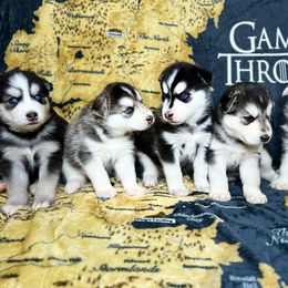 Maltese and Siberian Husky Puppies from Nyx’s Pack