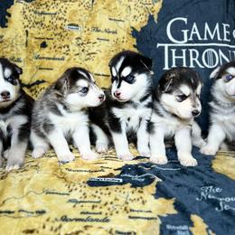 Maltese and Siberian Husky Puppies from Nyx’s Pack
