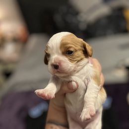 Betty - Blenheim female Cavalier King Charles Spaniel puppy in Taylor, Michigan from Shannon's Cavalier King Charles Spaniels
