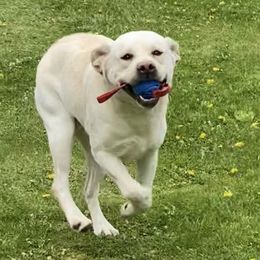 Spencer - Labrador Retriever