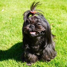 Shih Tzus from LiL SHiHTZ