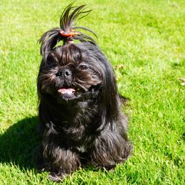 Shih Tzus from LiL SHiHTZ