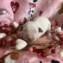 Paprika - White and black male Dalmatian puppy in Claremore, Oklahoma from Lotsofdots Dalmatians