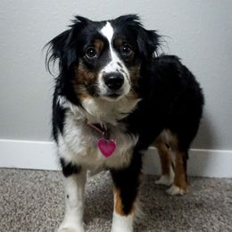 Sansa - Miniature American Shepherd