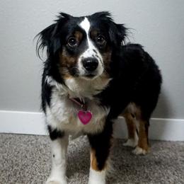 Sansa - Miniature American Shepherd