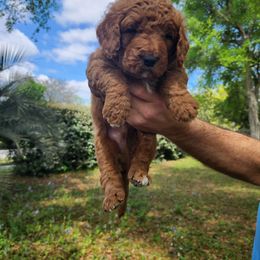 Goldendoodle Puppies from Evergrace Farm Doodles