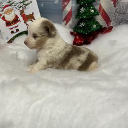 Aspen - Red merle female Miniature Australian Shepherd puppy in Signal Mountain, Tennessee from D & D Miniature and Toy Australian Sheppards