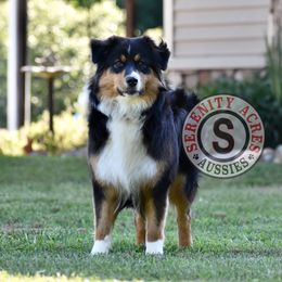 Jaida - Australian Shepherd