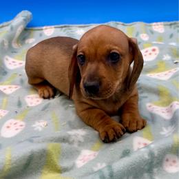 Boy 3 - Red male Dachshund puppy in Spanaway, Washington from 11 Oaks Kennels