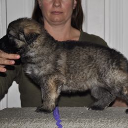 Shiloh Shepherd Puppies from Solace Shilohs