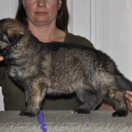 Shiloh Shepherd Puppies from Solace Shilohs