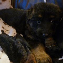 German Shepherd Puppies from Valhalla German Shepherds