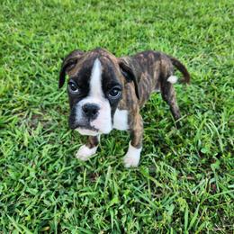 Boy 2 - Brindle male Boxer puppy in Eden Nc, North Carolina from Clearview boxers