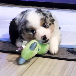 Miniature American Shepherd puppies from Jem Miniature American Shepherds