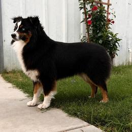 Seve - Miniature Australian Shepherd