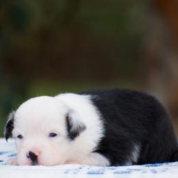 Panda - Blue merle female Miniature American Shepherd puppy in Chocowinity, North Carolina from Foxtail Hollow