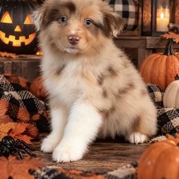 Silk - Red merle female Australian Shepherd puppy in Fultonville, New York from Sandy Aussies, Mini Dachshunds & Pomeranians